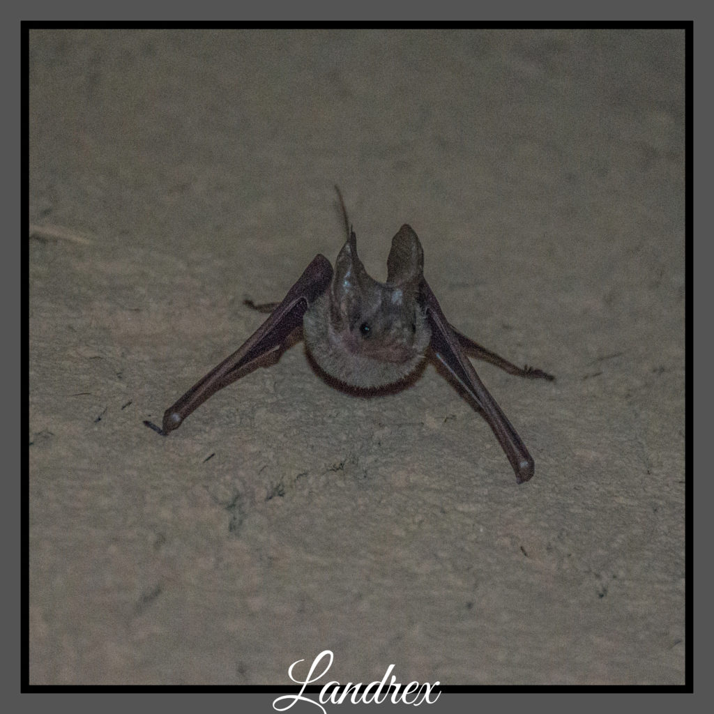 Oman pipistrello