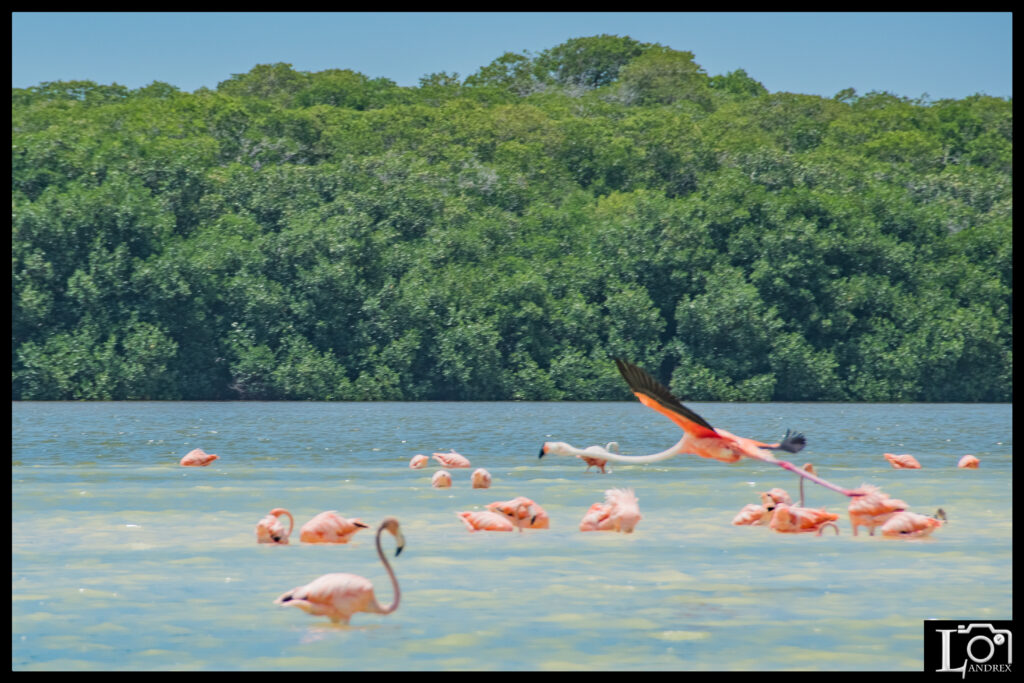 MESSICO