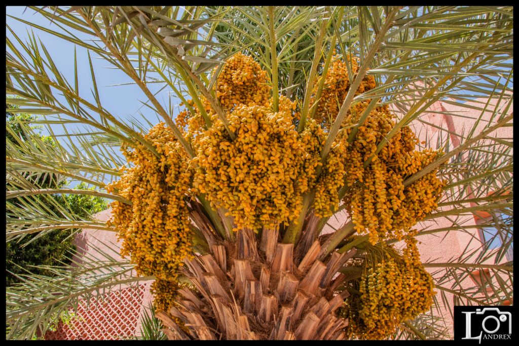 MAROCCO
