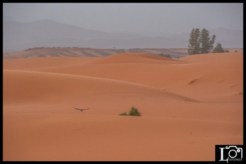 MAROCCO