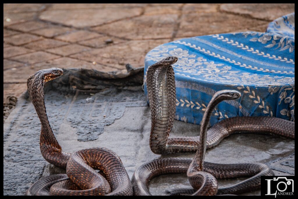MAROCCO
