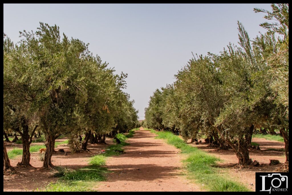 MAROCCO