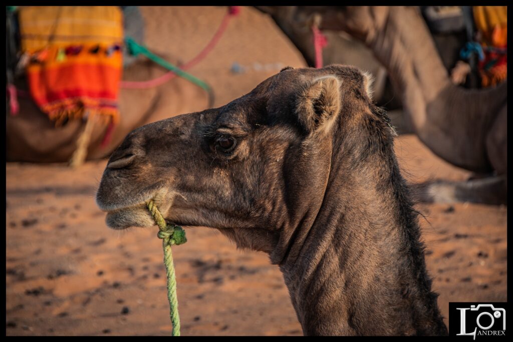 MAROCCO